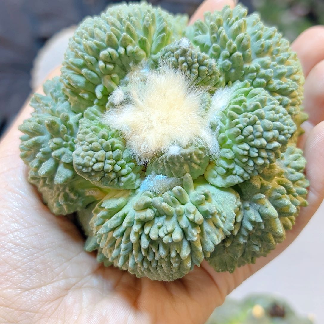晚8号苗接炸尤怒无根9公分