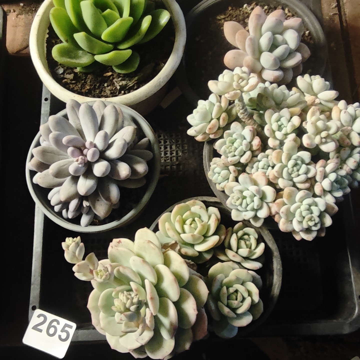 翠花，香水 汤圆 洛奇 雪爪 香草