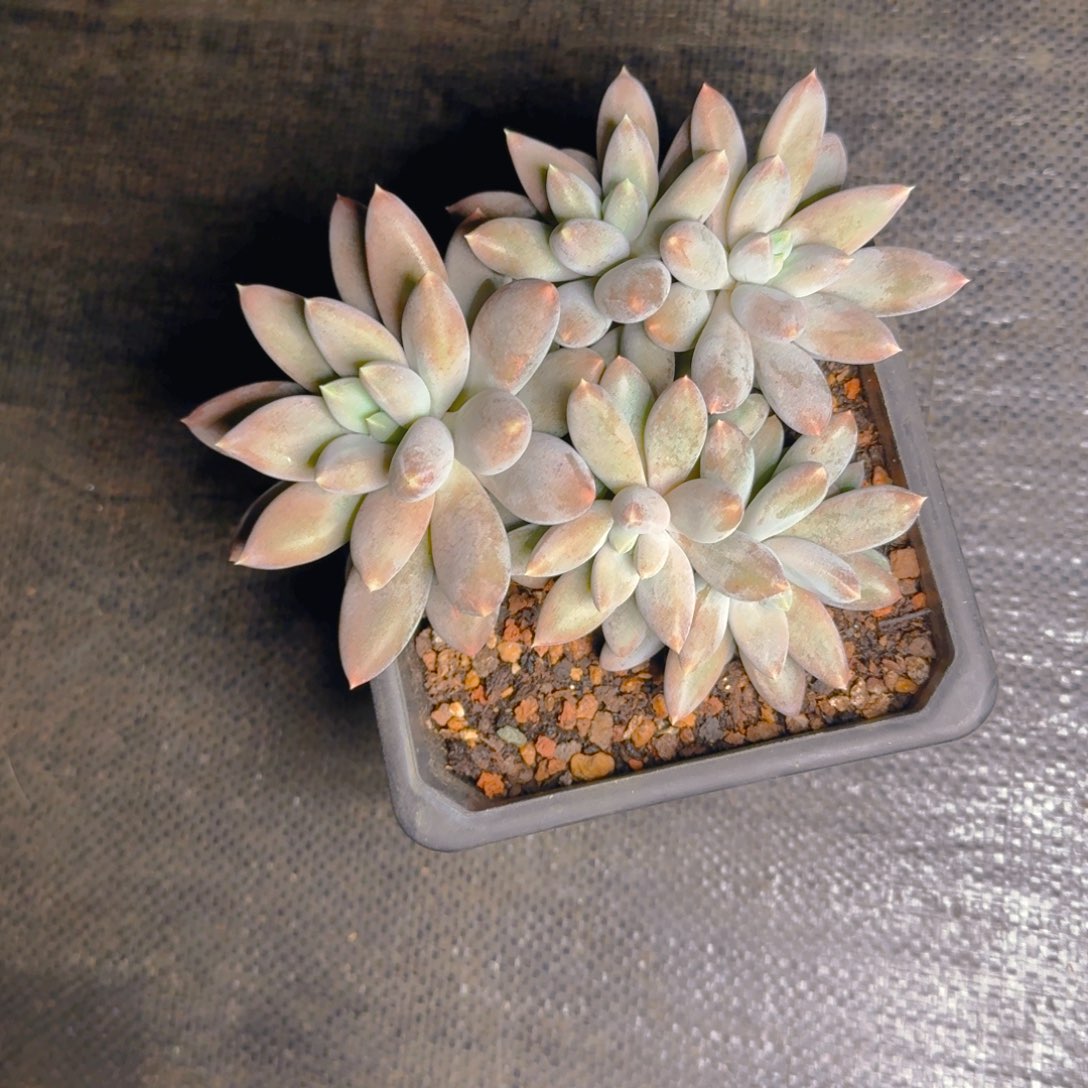 彩胖福利5头多肉111111