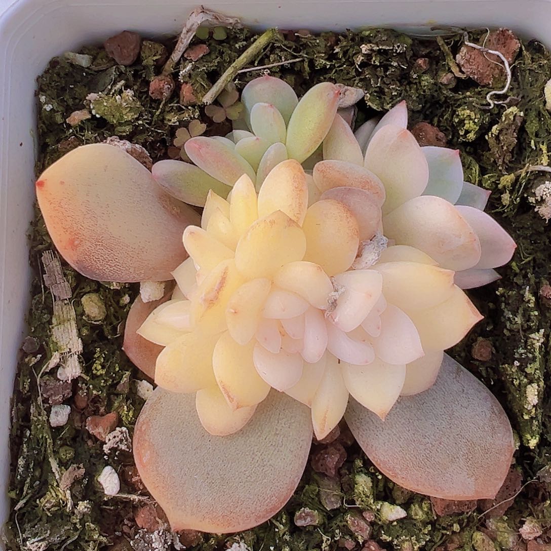 梦露锦19包邮多肉植物