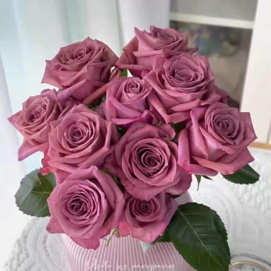 【超新品】调香师 云南玫瑰花苗大花浓香四季开花卉绿植盆栽植物