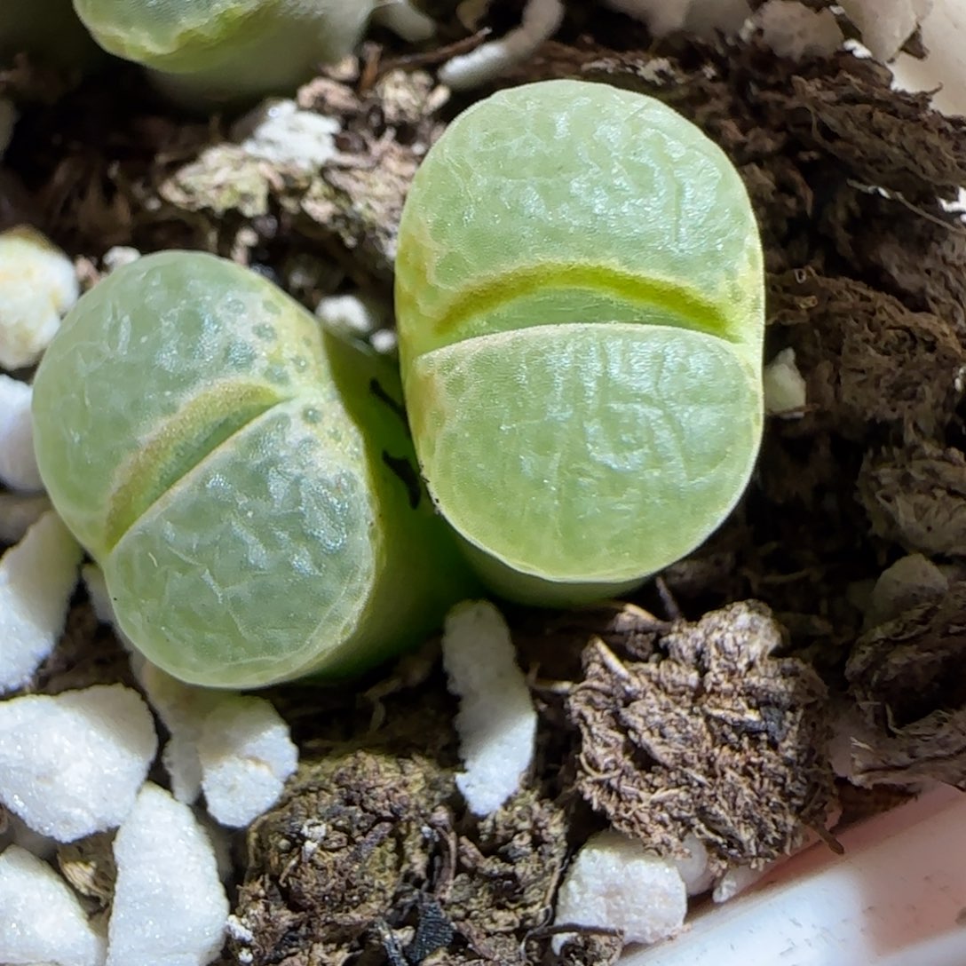 肉锥多肉植物组合-粉樱328