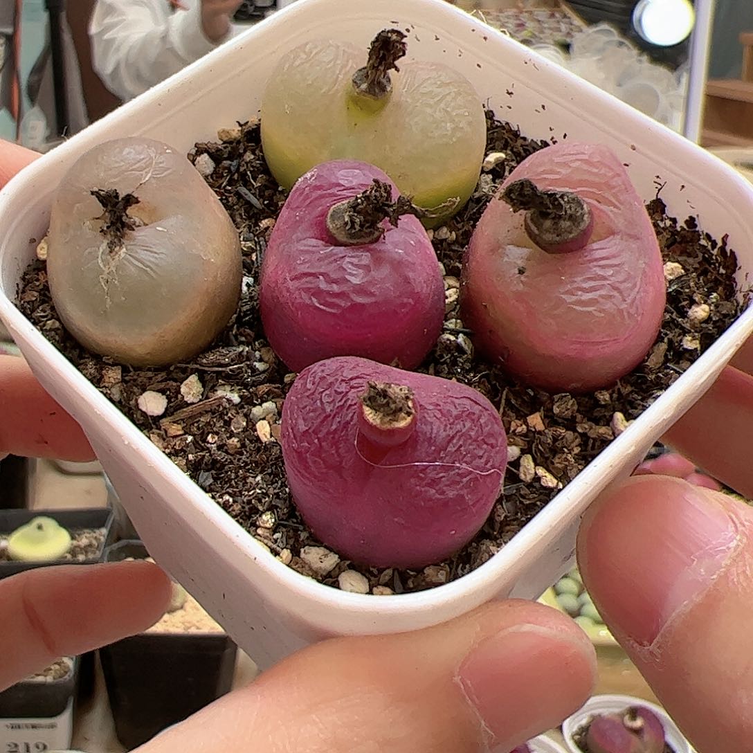 【闪购商品】308 带盆