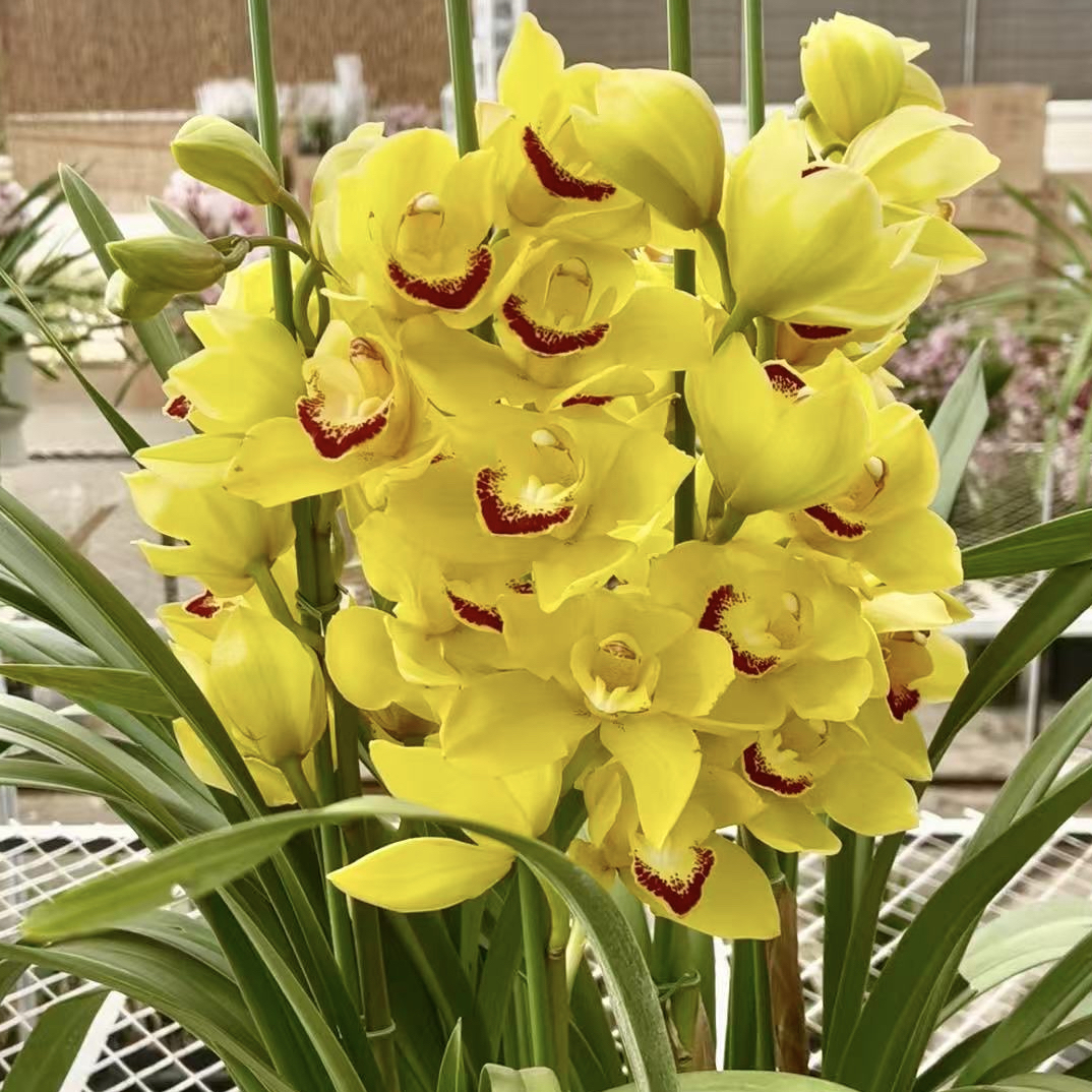 【黄金万两】 高端兰花室内办公室年宵花大花蕙兰养护