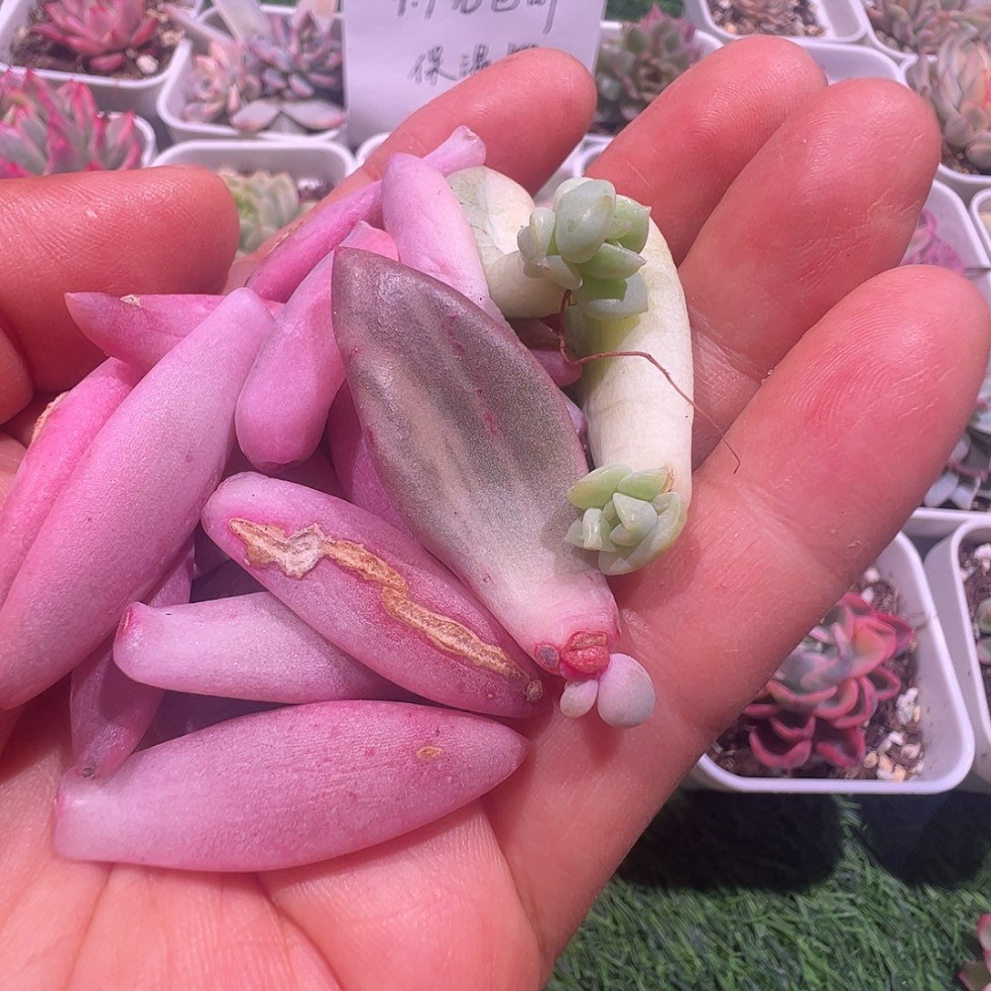 花***菜多肉植物多肉植物