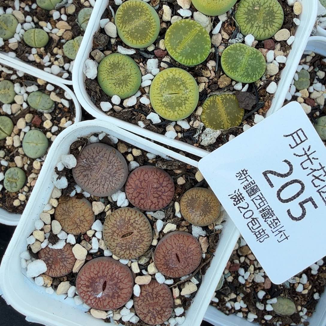 好喜欢看肖蘸唱歌跳舞205是