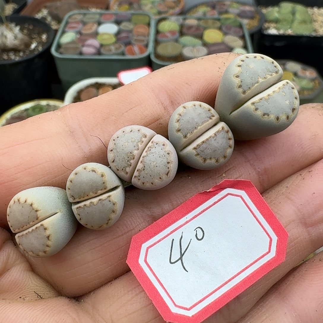 罗***麦40多肉直播间别说呼呼呼