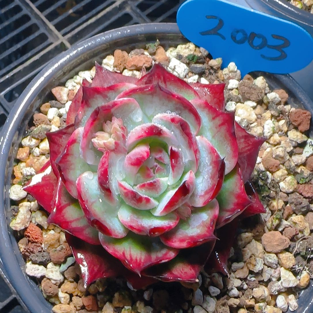 小惊鸿仙子一物一拍2003号