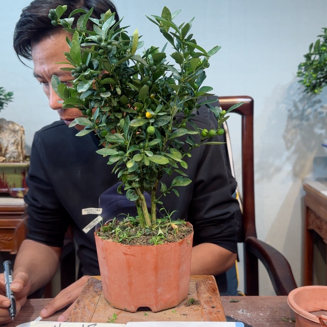 当前无花朵，栽培后可花朵J****C