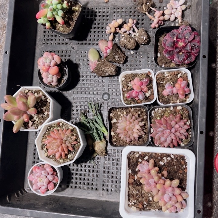 ୧****大头专拍多肉植物大战