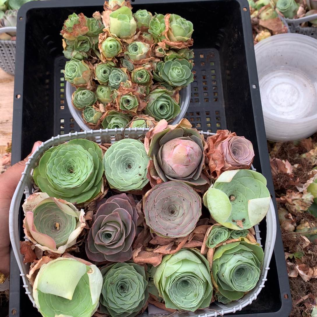 一篮漂亮的山地玫瑰量拍