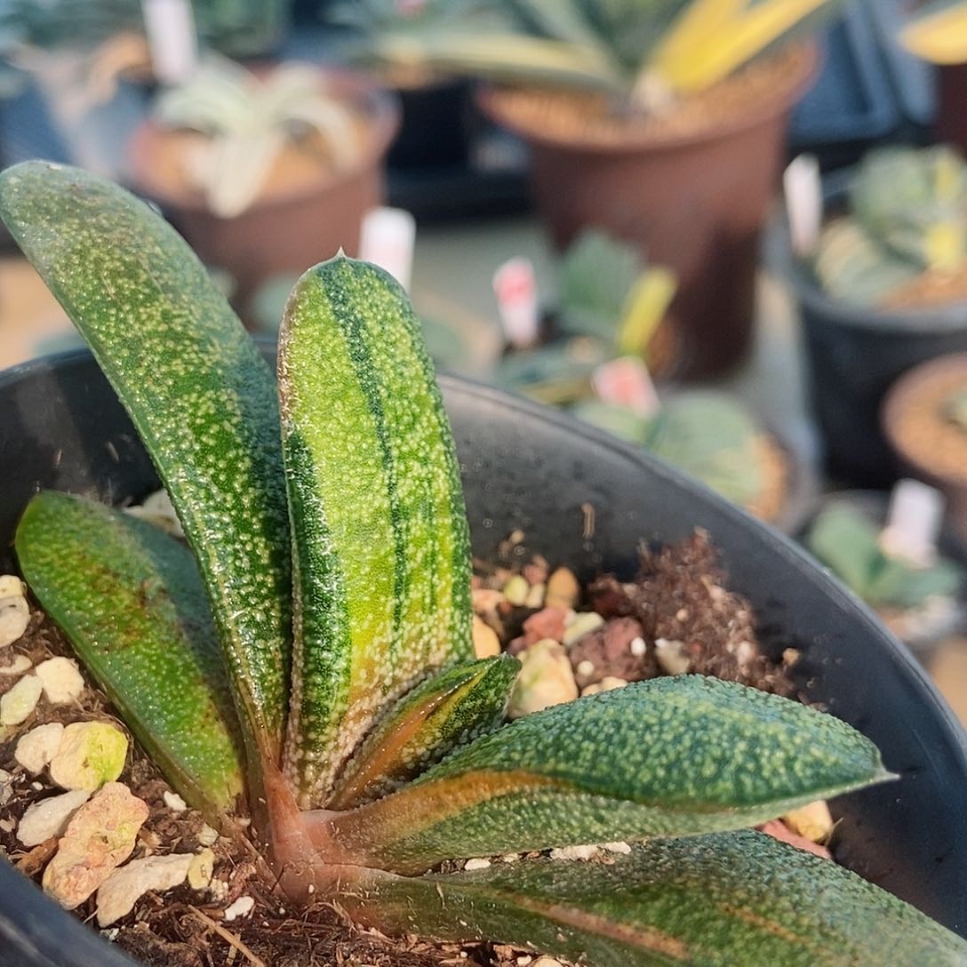 876转实生带盆发货