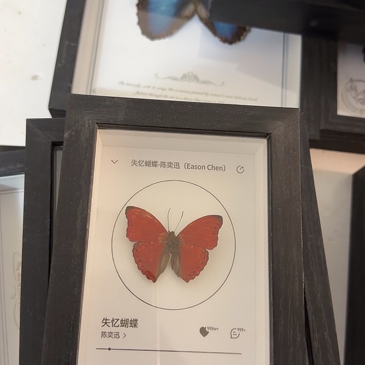 小框256蝴蝶蝴蝶蝴蝶