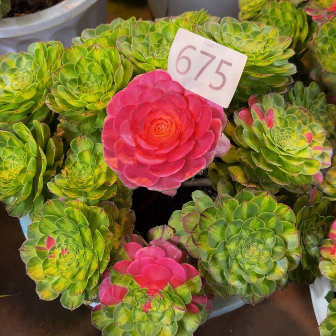 飞***朵675多肉植物知否特价