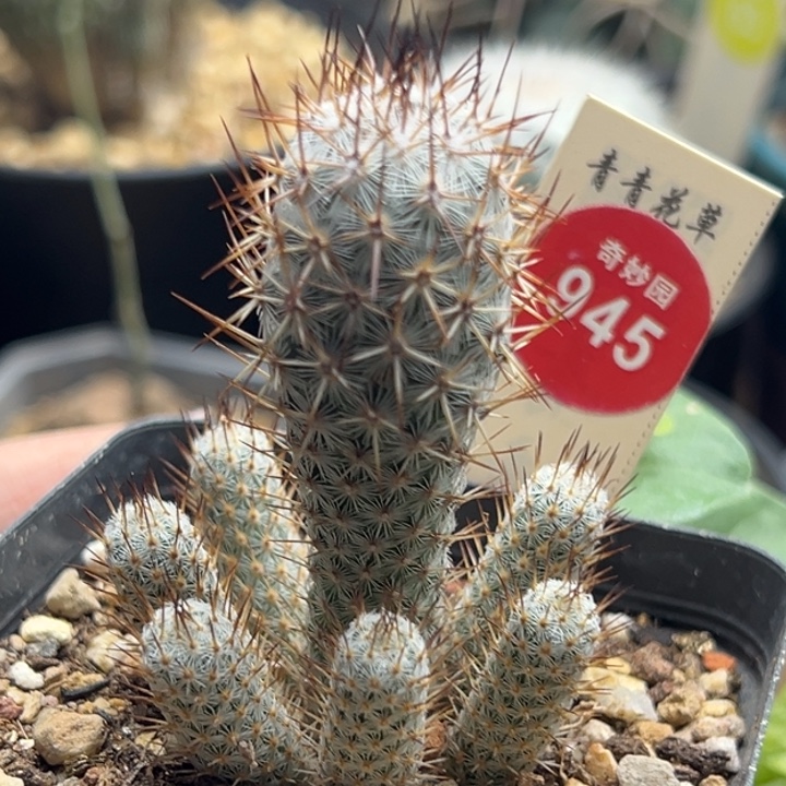 B***5灰狐群一棵仙人球3587