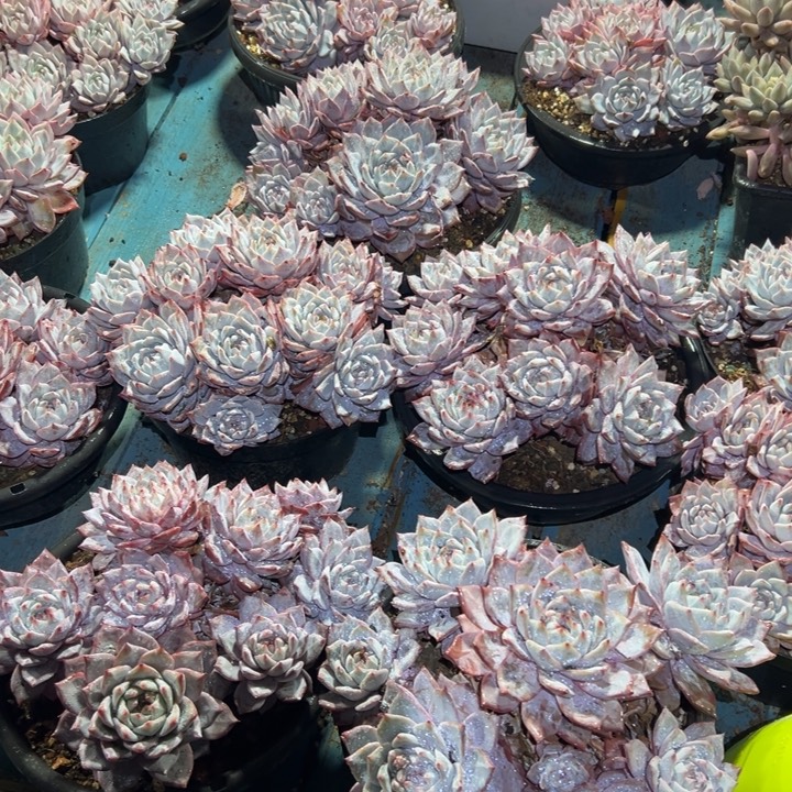 精品多肉植物老粉蓝鸟老桩砍过