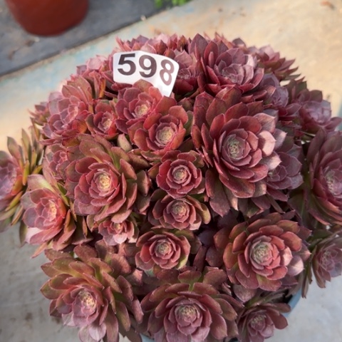 598红魔多肉22厘米左右