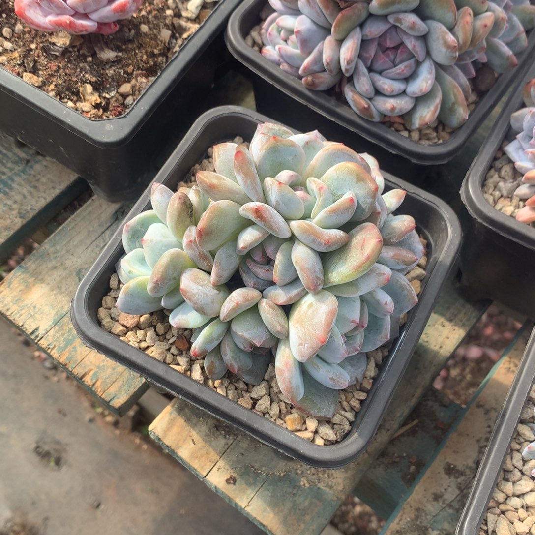 石榴籽绿底花花花