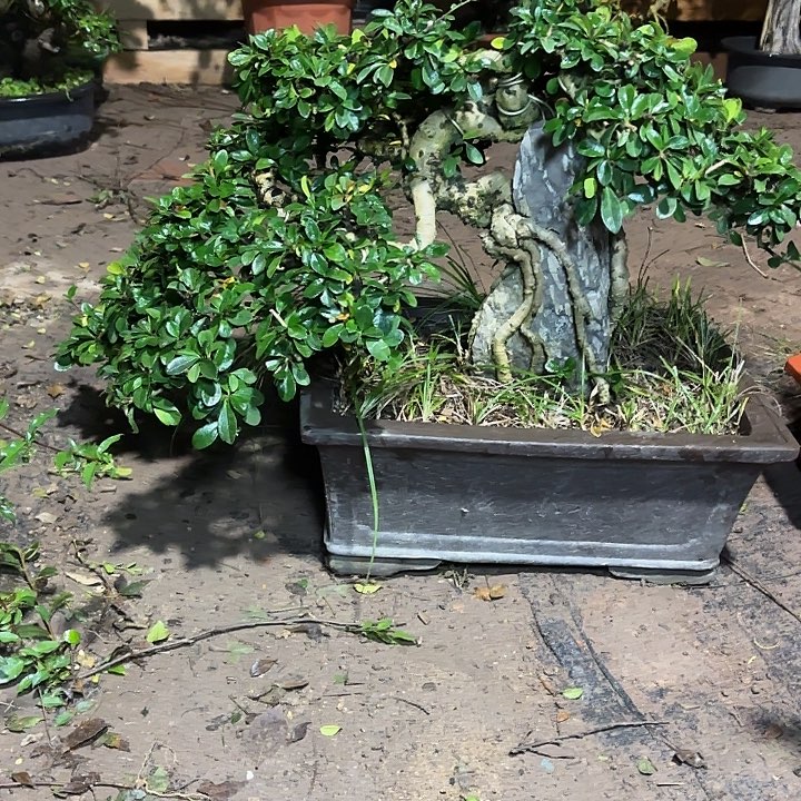 无***我无花朵哈哈哈哈哈。