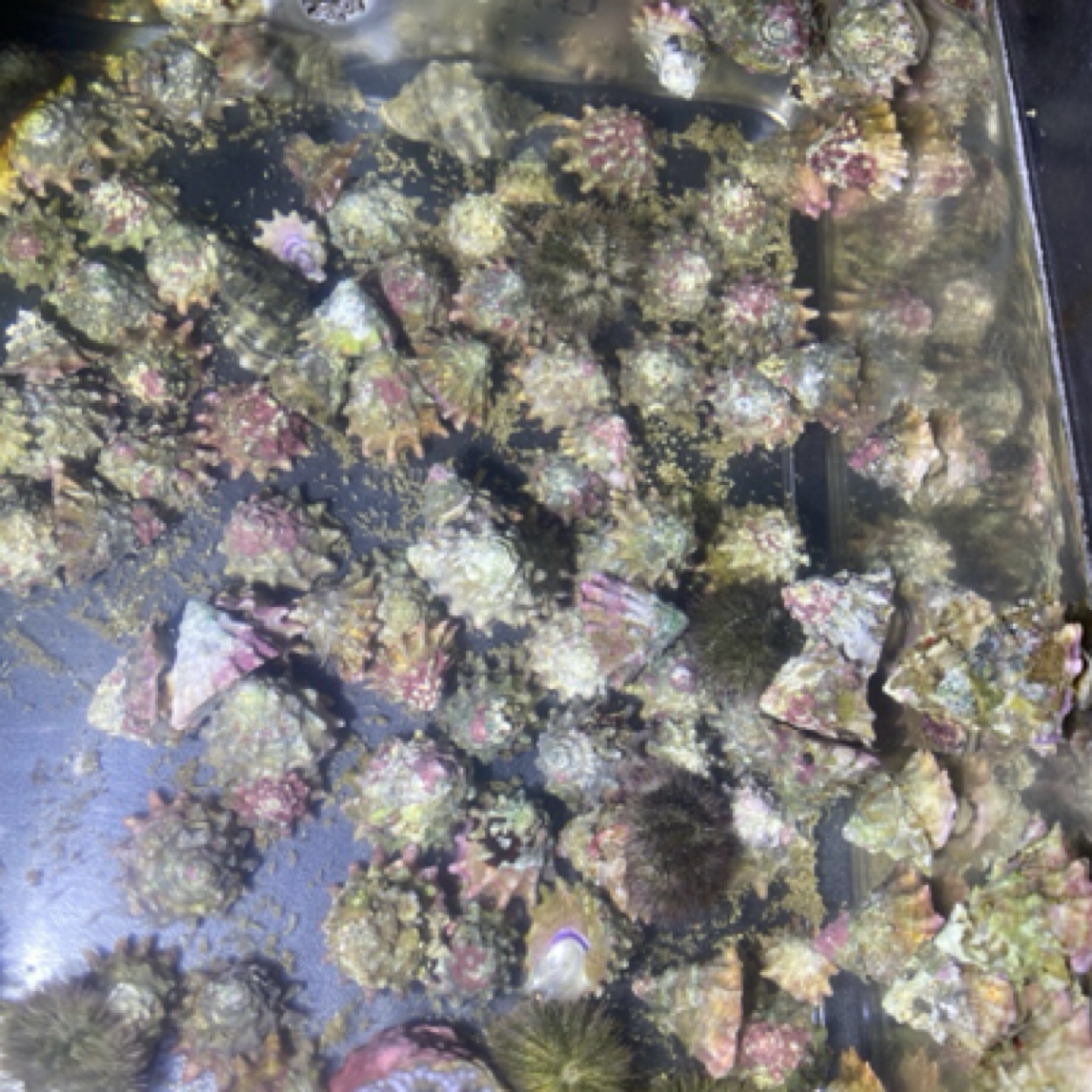 紫底星螺，海缸除藻工具螺