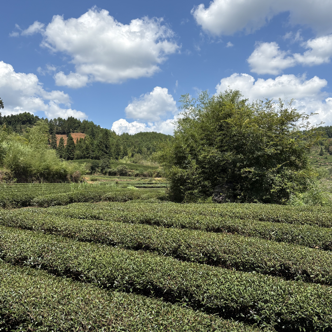 24年肉桂500克，，，