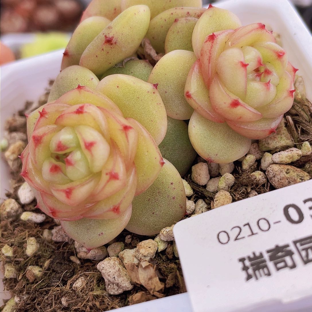 000000000000003量拍