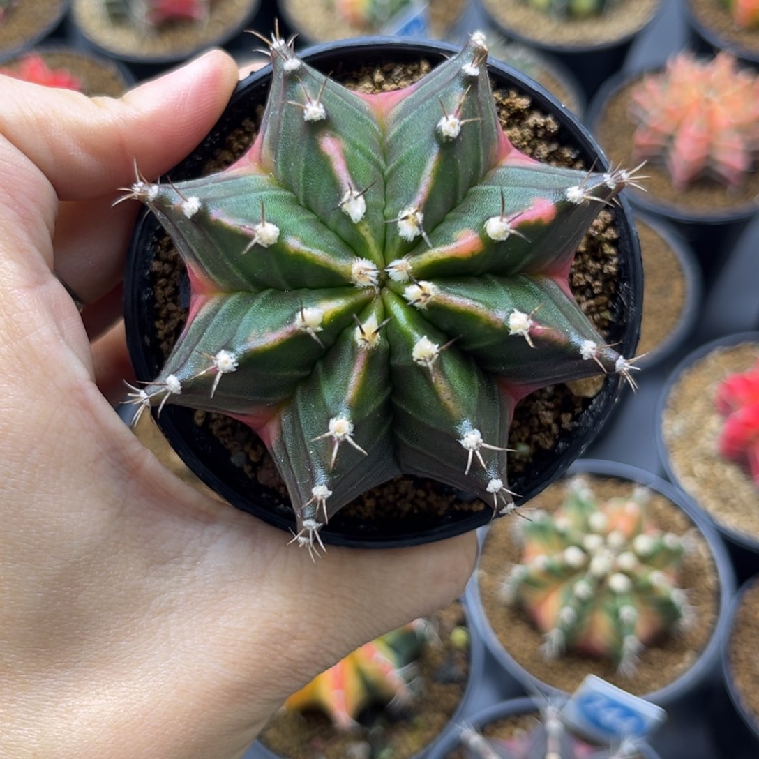 一物一拍带盆土发