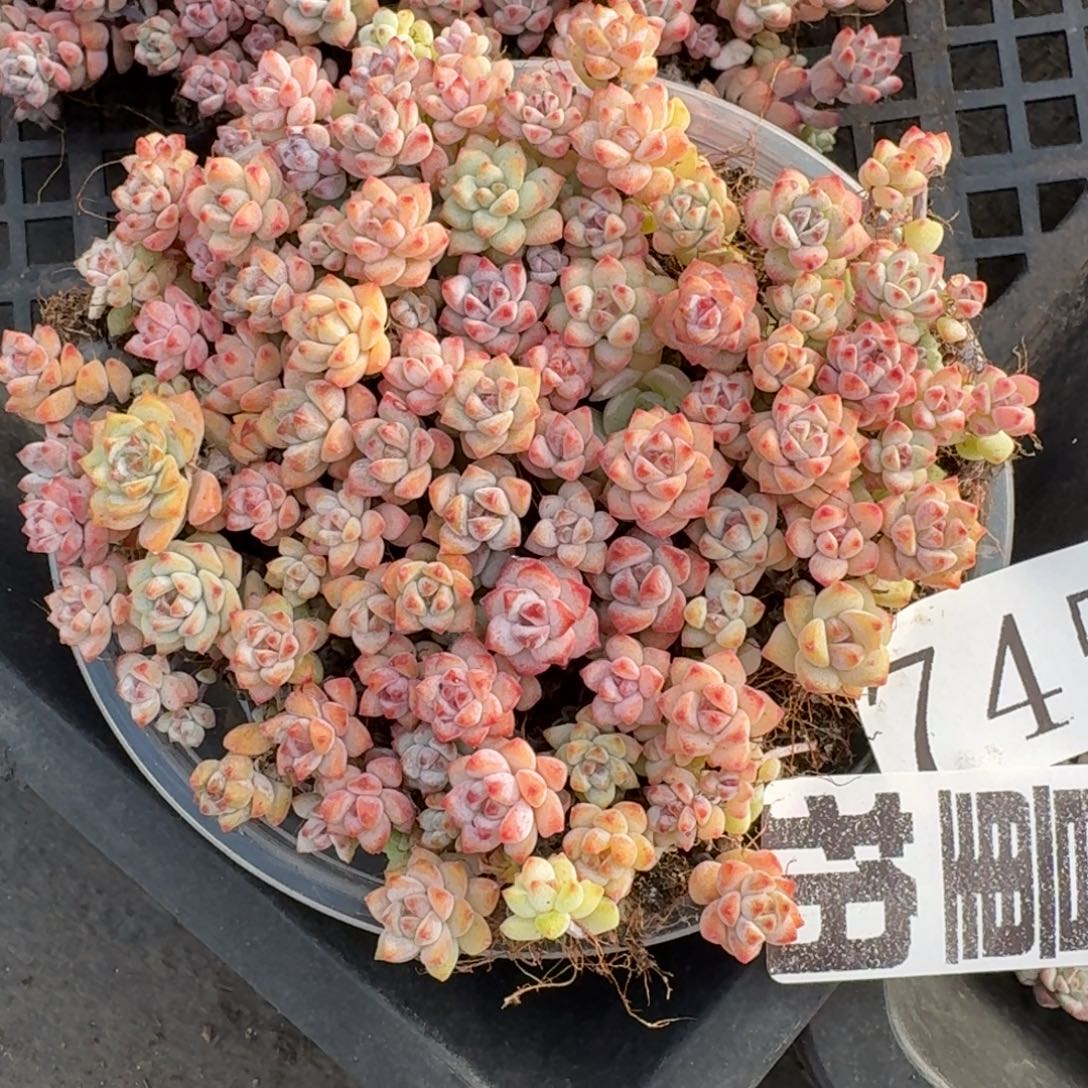 多肉植物多肉植物745量拍小玲珑