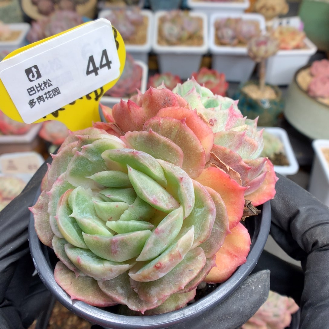 44 双头昂斯诺石化多肉