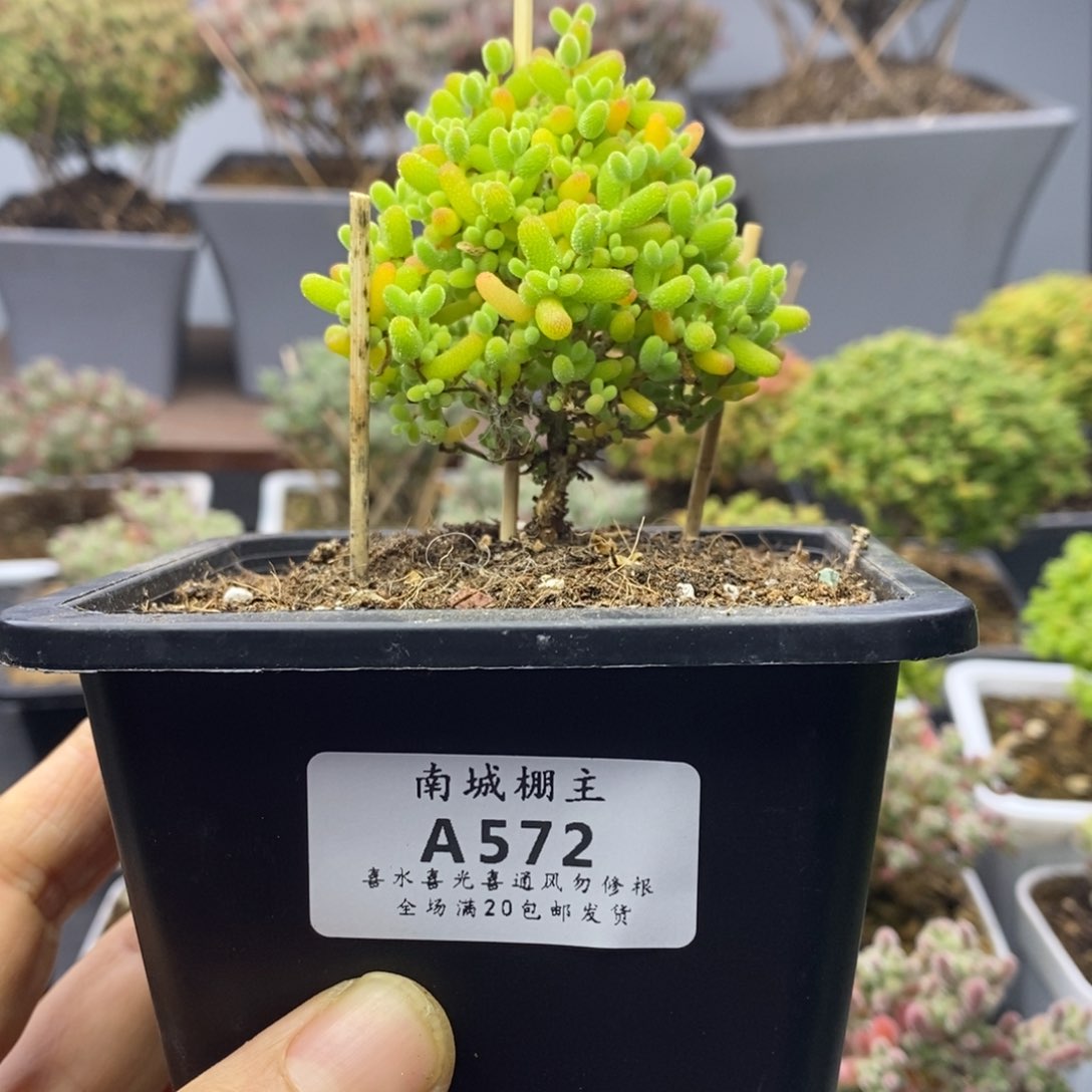 撞***.572蜜橘糖球枝干番杏