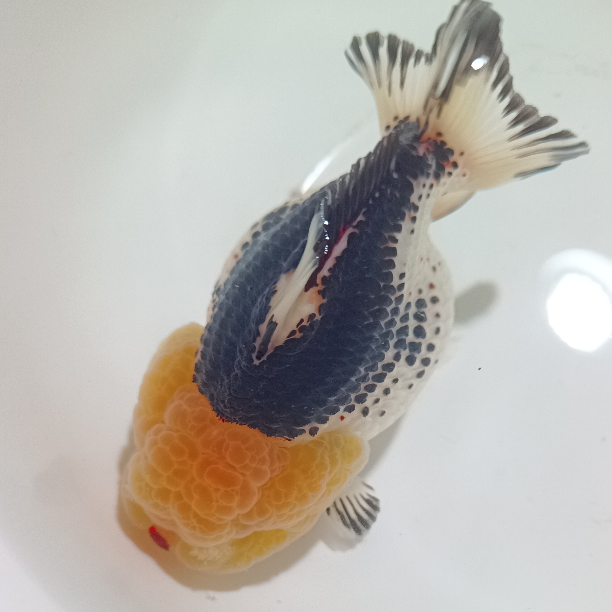 冷水观赏鱼玛丽泰狮金鱼活体好养耐活淡水鱼苗宠物鱼