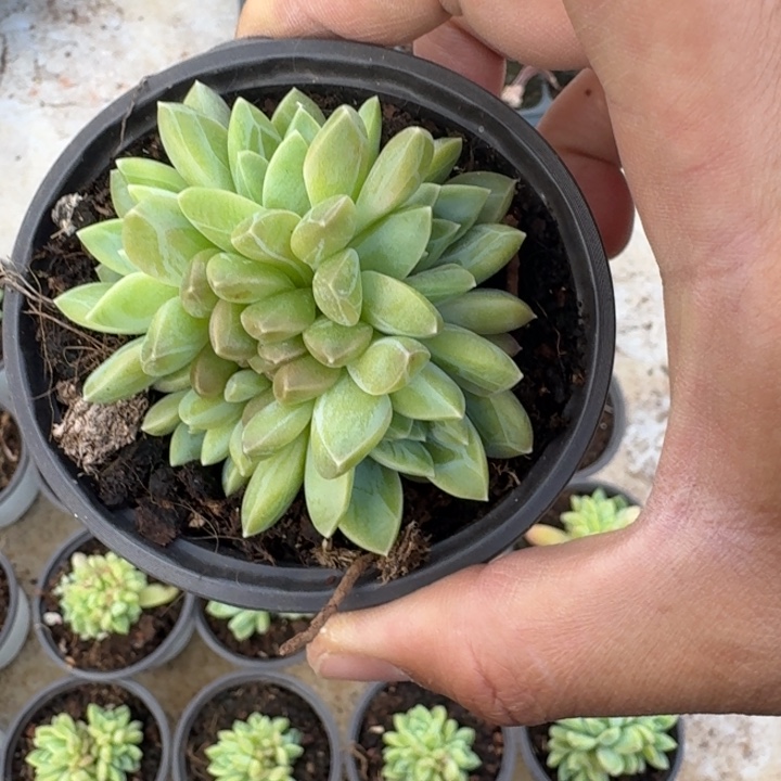 水晶萝莉 群生 一物一拍