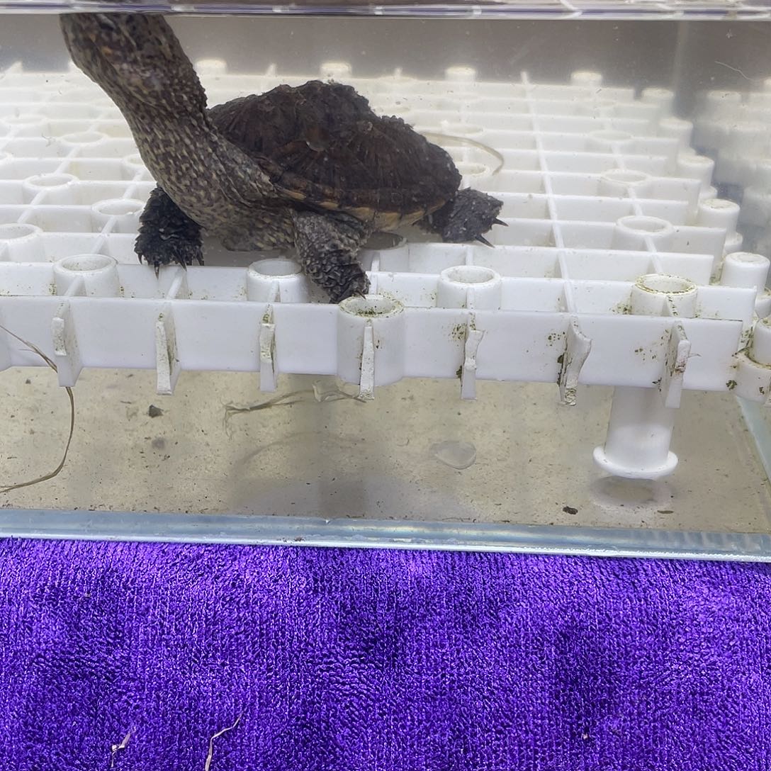 不分公母宠物龟鳄龟