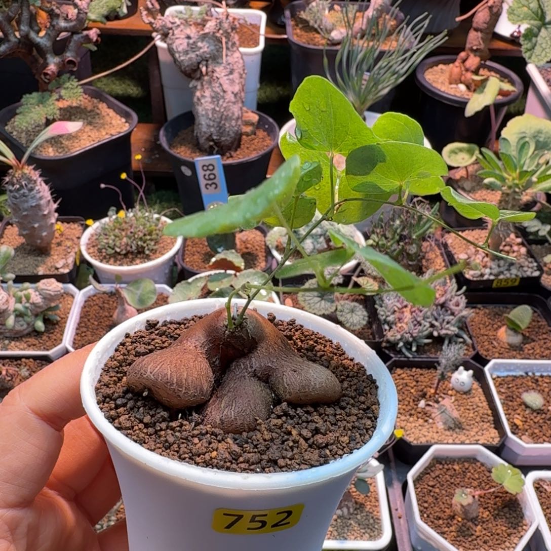 象足龟752 仙人掌