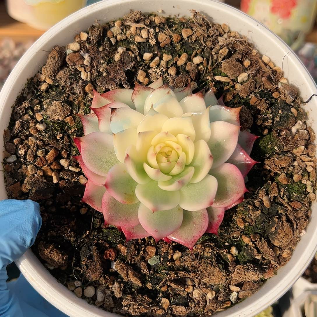 吉娃娃锦，多肉植物