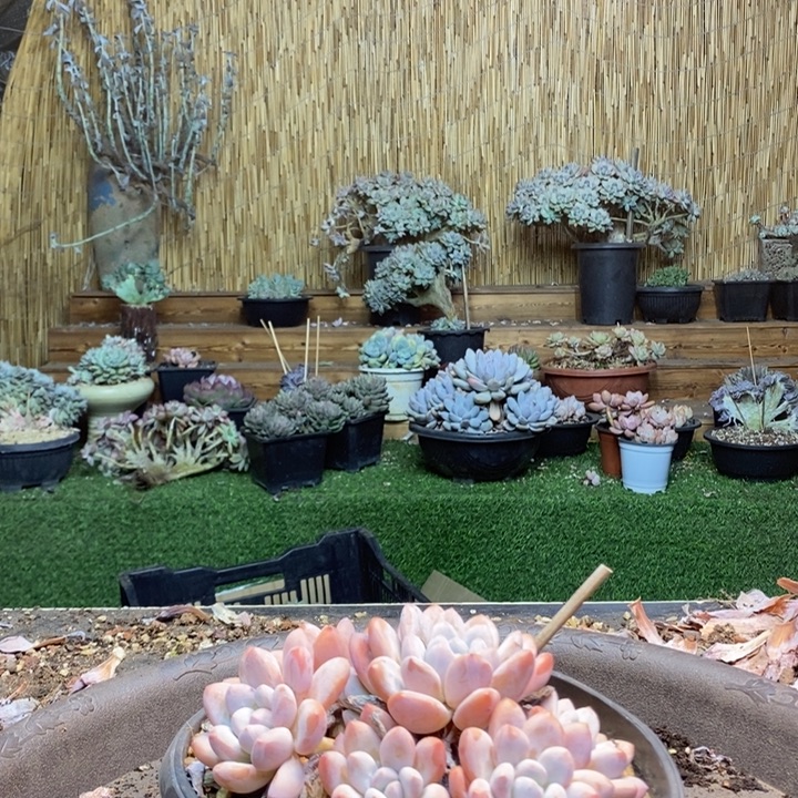 时***雨821号香水多肉植物