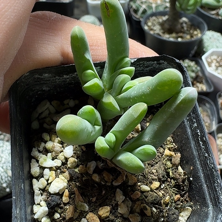 332小鲨鱼带盆发货