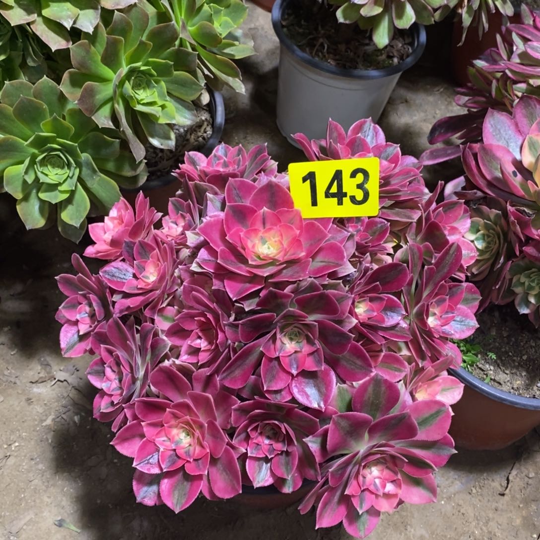 粉女巫多肉法师143