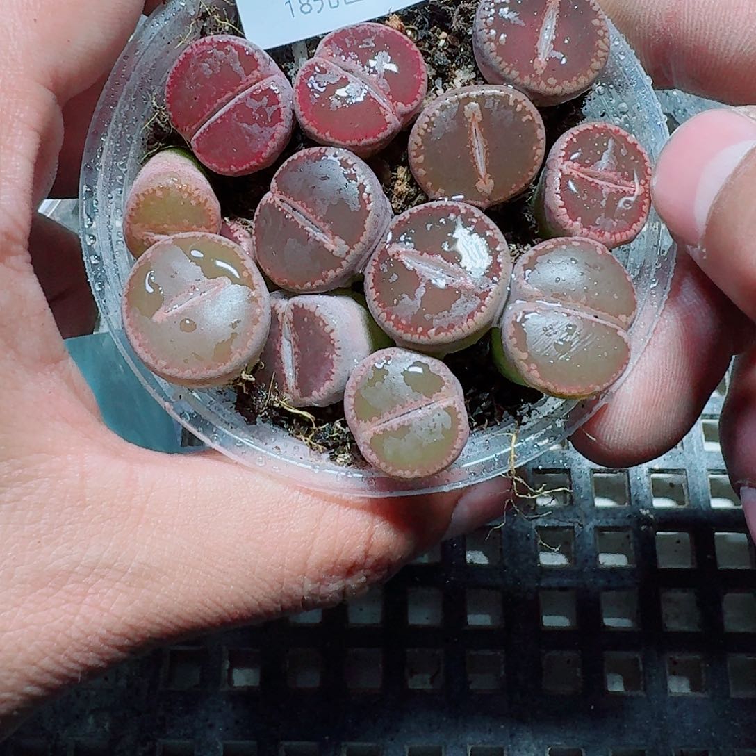 254 多肉植物多肉植物