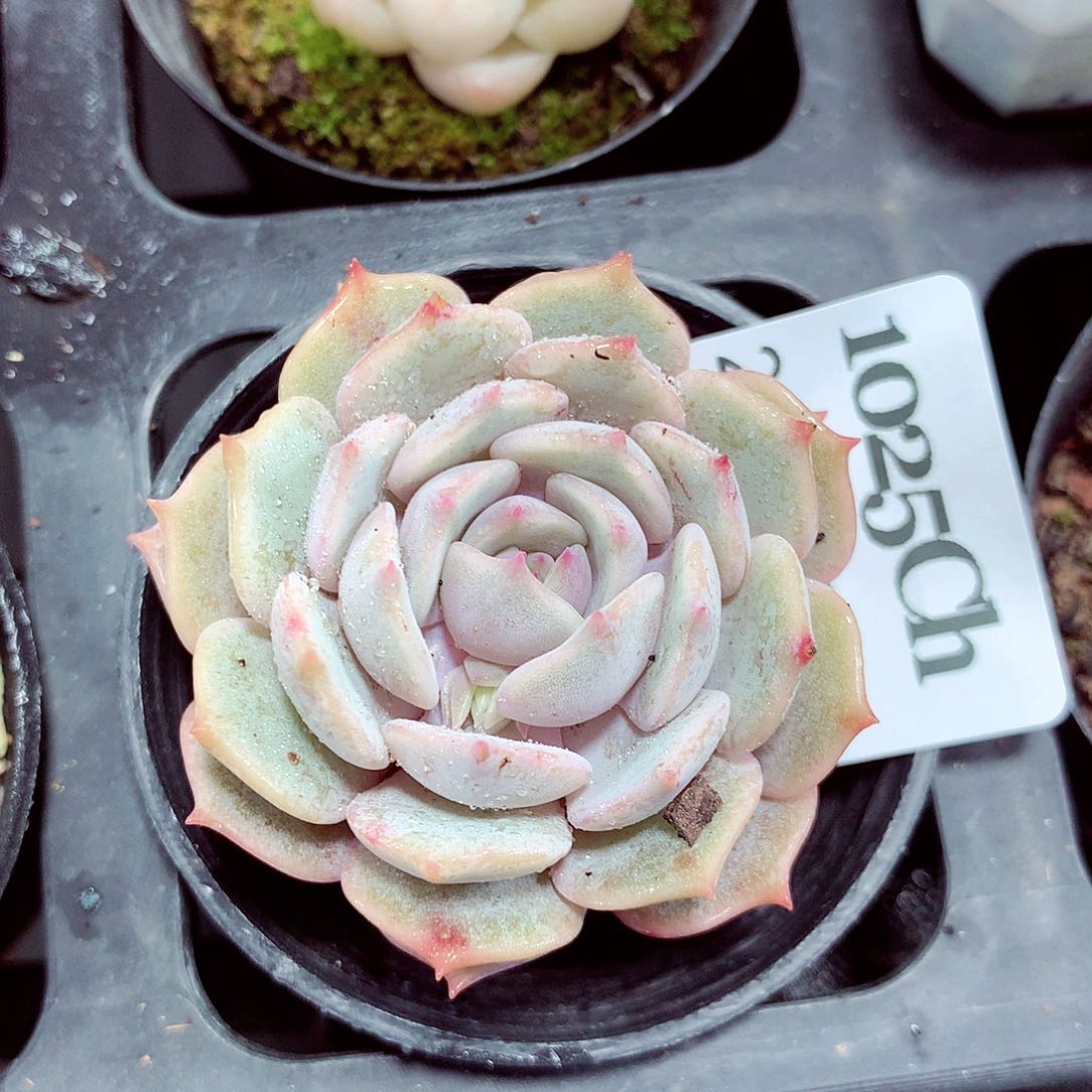 5厘米盆精控多肉1025