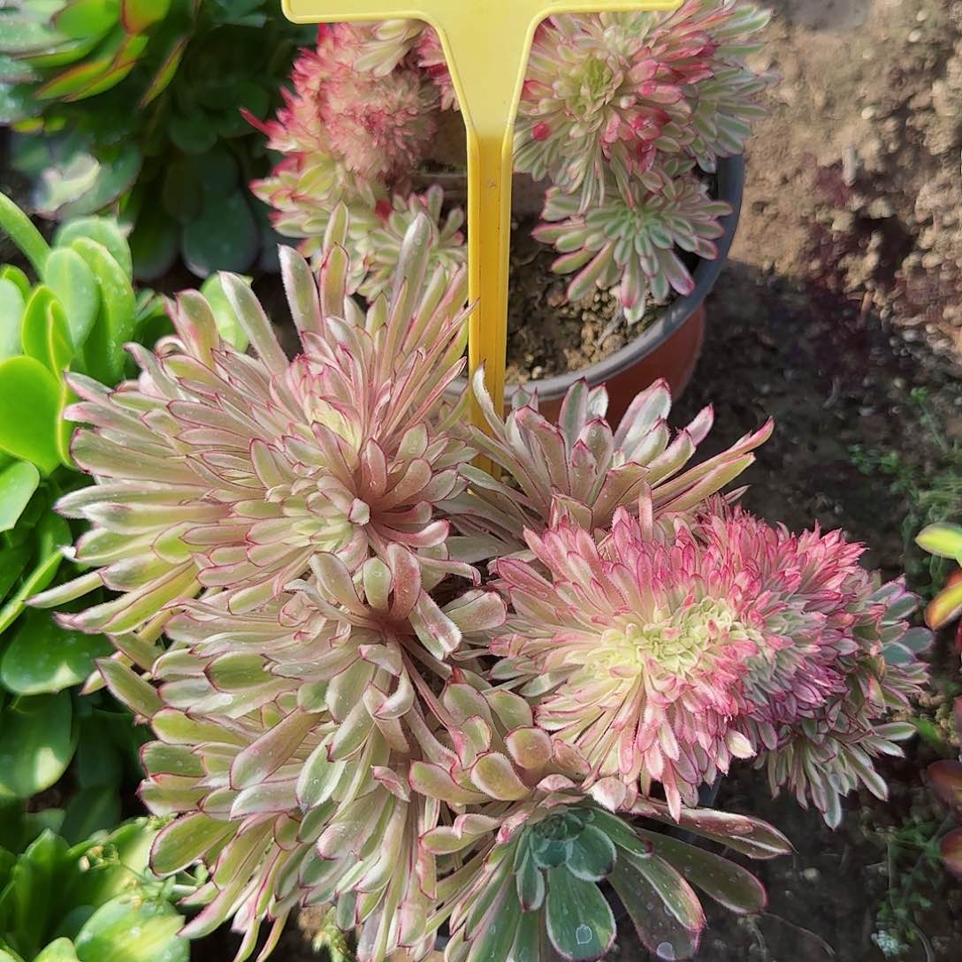 2-559---多头多肉植物