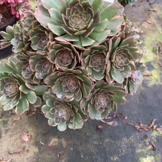 多肉植物半夏006