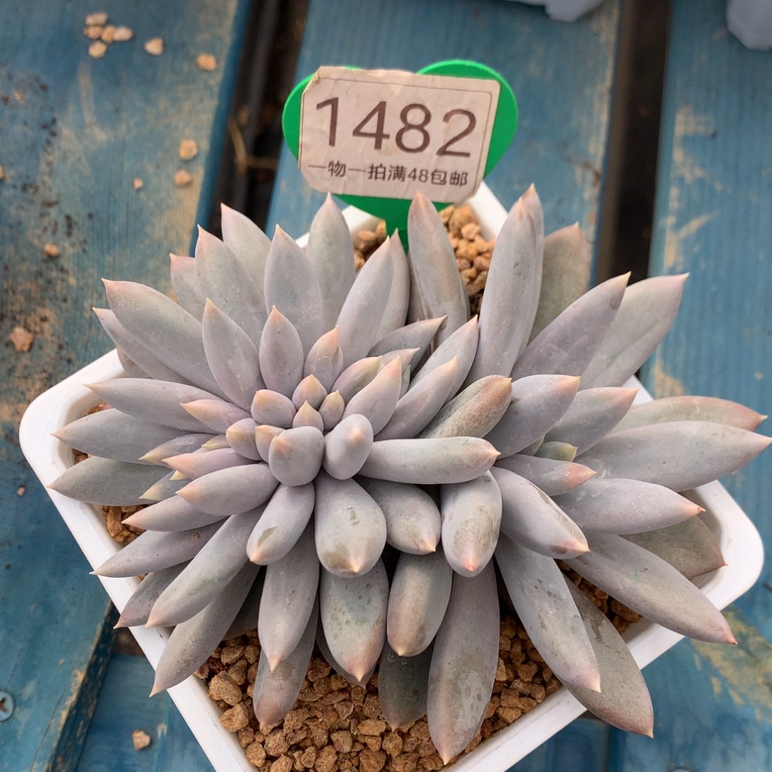 彩体哥特萝莉缀化1482