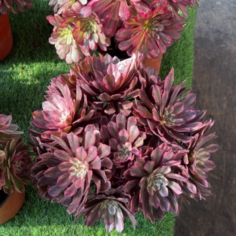 397油墨画朵朵多肉