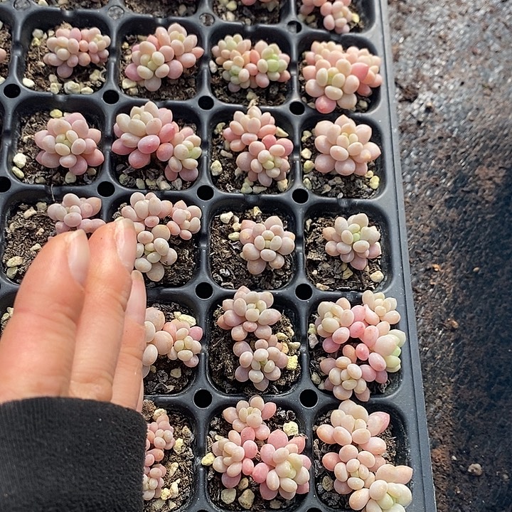 24-28 多肉植物盆栽花卉