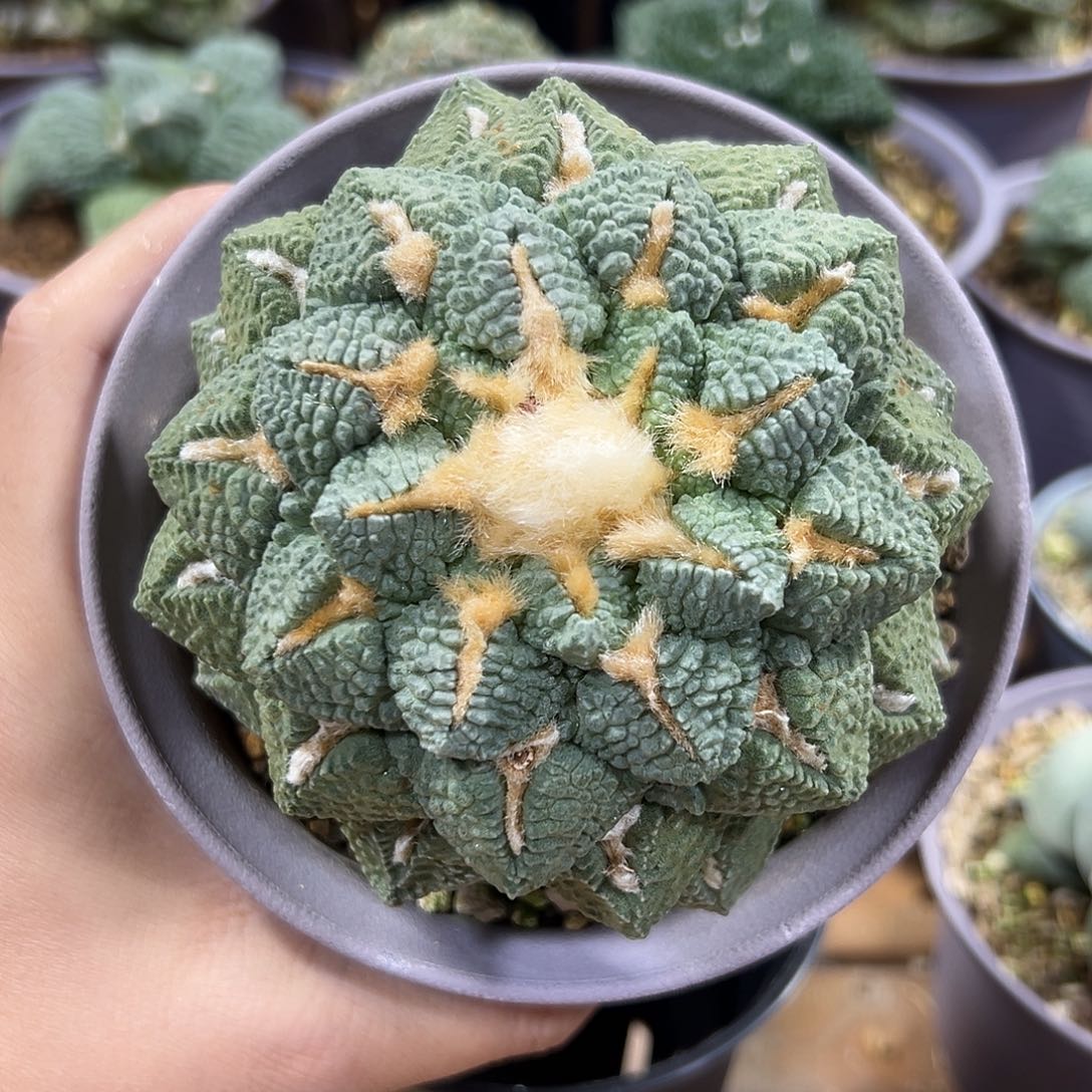 连山牡丹实生品相好