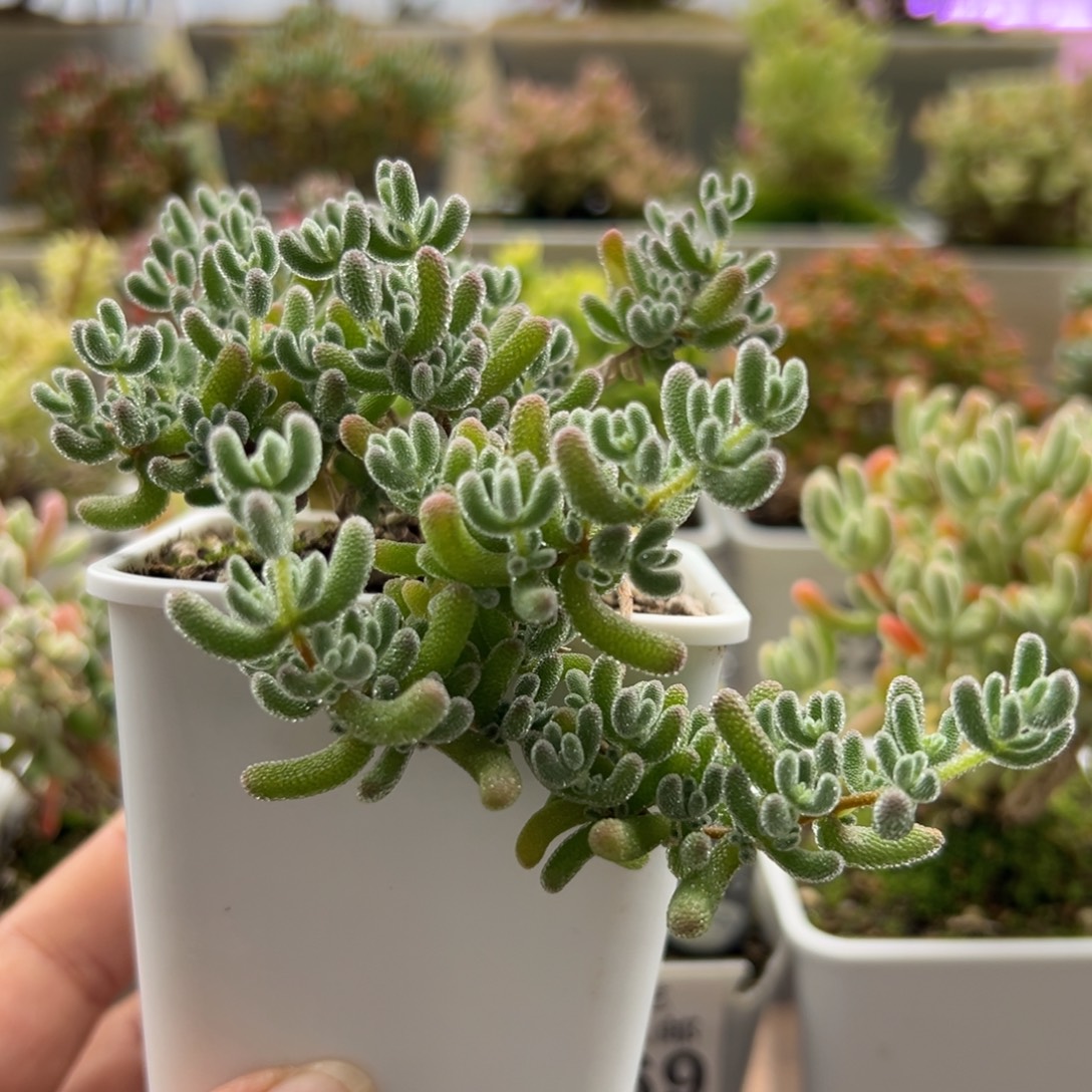 12-442枝干番杏多肉造型老桩冰晶杂