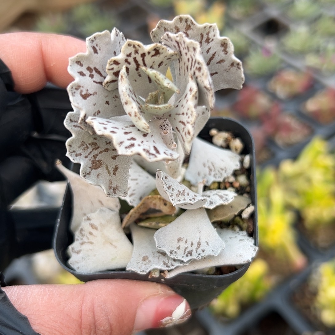 多肉植物雀扇单头