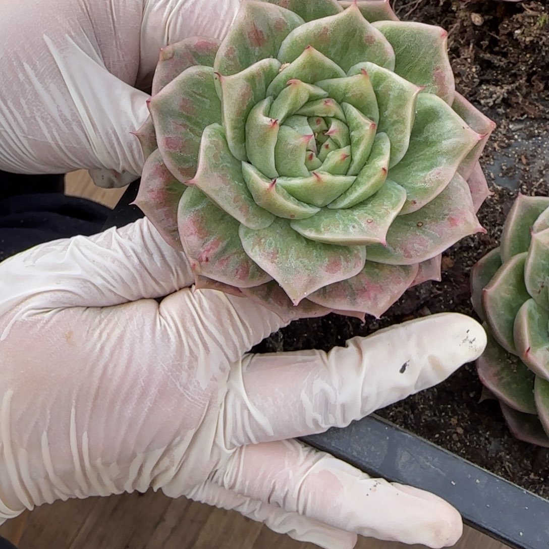 *****小十东云锦寄养多肉