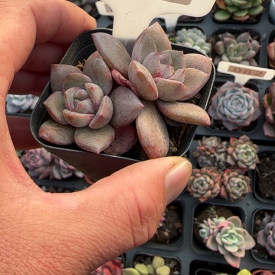 88德国香槟多肉植物多